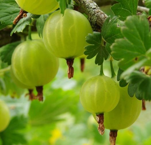 L'uva spina Per ridare tono e combattere i danni da ossidazione dovuti alle lunghe esposizioni al sole è invece utile il ribes bianco (Ribes Grossularia), o uva spina, il cui consumo è purtroppo