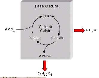 FOTOSINTESI La fase oscura comprende una serie ciclica di reazioni, detta ciclo di calvin che si svolge nello stroma del cloroplasto.