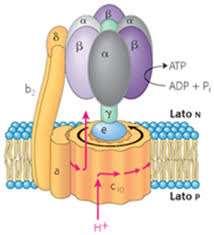 L ATP Viene prodotto attraverso il processo della