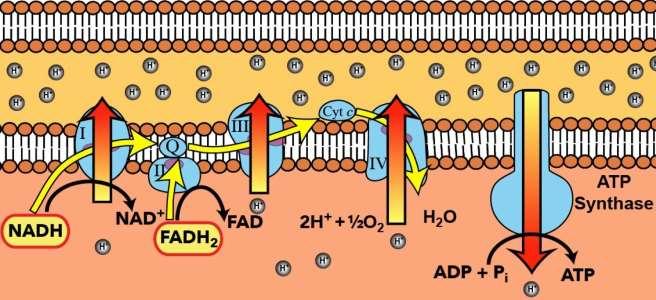 FOSFORILAZIONE OSSIDATIVA l energia contenuta nel NADH e nel FADH2 formati nella