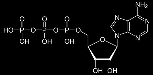 LA MOLECOLA DI ATP L adenosintrifosfato o ATP è formato da un nucleoside, l adenosina, legato a tre gruppi fosfato.