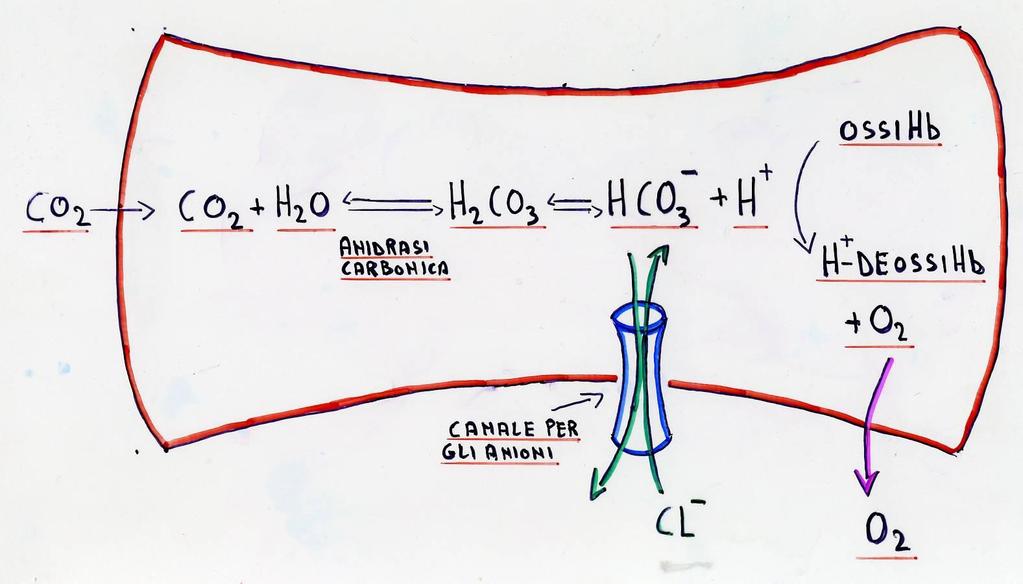 L EFFETTO BOHR NEL GLOBULO ROSSO Gli ioni H + vengono assunti dalla Hb che viene indotta a rilasciare l O 2 che ha legato.