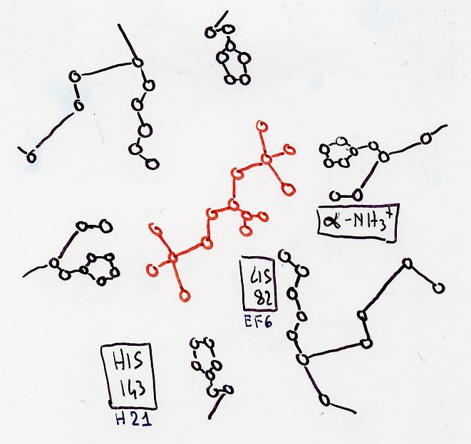 IL RUOLO DEL BPG Il BPG è stereochimicamente complementare alle sei cariche positive presenti nella cavità centrale, formate da 3 residui di ciascuna catena β.