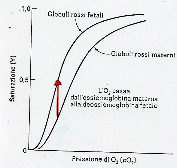 L EMOGLOBINA FETALE (HbF( HbF) Essa ha un ruolo nel passaggio di O 2 dalla madre al feto attraverso la placenta.