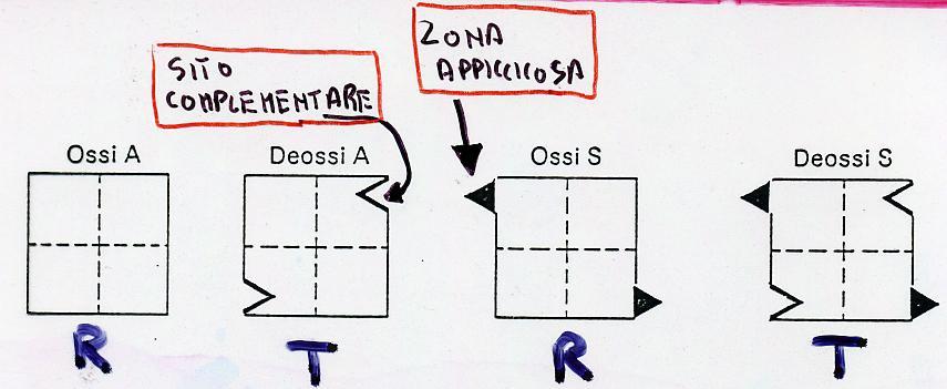 L HbS Un sito idrofofico, complementare alla zona appiccicosa (valina), compare in ogni catena β delle HbS