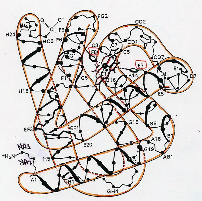 Ci sono 8 segmenti elicoidali maggiori (da A ad H) e 5