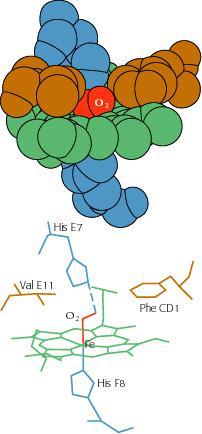 LA MIOGLOBINA L ossidazione é infatti impossibilitata dall impedimento sterico che presenta l ambiente attorno al complesso