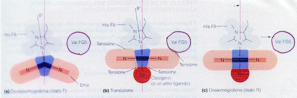 LA TRANSIZIONE T RT Il legame dell ossigeno attira il ferro all interno del piano dell eme, appiattendolo e provocando tensione, che é attenuata da una variazione nell
