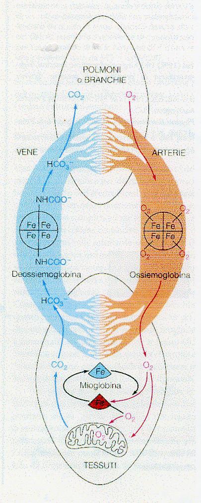 IL MOVIMENTO DELL O 2 ATTRAVERSO IL