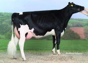 06 Locomozione 4.84 Attacco ant. 5.16 Attacco post. 4.46 Legamento 3.14 Prof mammella 4.40 Pos. cap. ant. 2.69 Pos. cap. post. 1.99 Lun. capezzoli -1.54 CCC Goldwyn Konny on paternal line 22 ALPAZOO.