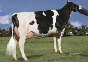 aaa: 243516 I Nato il: 30.04.2017 NEW JERSEY FAMILY: LAKE-EFFECT SHO CLONE EX-90 new NEW JERSEY DE000770529347 FEDERAL (ALTA1STCLASS X NUMERO UNO) X COLEEN RUBICON X UNO CINDY NUMERO UNO C. n.d.