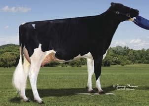 aaa: 213645 I Nato il: 18.10.2015 hotshot 182 PROGENESIS FALME HOTSHOT 182 robot fc 2.8 FAMILY: HONEYCREST SHOTTLE FAITH EX-91 CA000012380002 HOTSHOT (SHOTGLASS X TWIST) X K. HALGN FLAME HALOGEN X K.