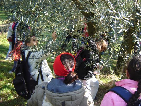 PERCORSO DALL OLIVA ALL OLIO Distribuzione del materiale didattico necessario. Fase 2: Passeggiata naturalistica per raggiungere l uliveto.