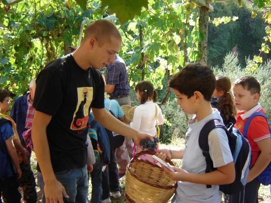 PERCORSO DALL UVA AL MOSTO Distribuzione del materiale didattico necessario. Fase 2: Passeggiata naturalistica per raggiungere la vigna.