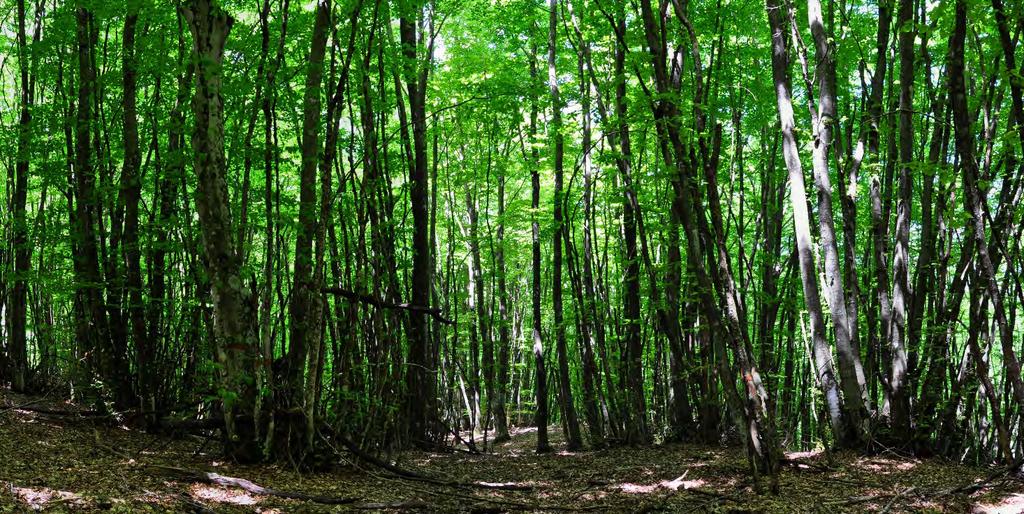 Risultati: sostenibilità e opzioni di gestione LA FORESTA CHE CAMBIA Ricerca, qualità della vita e opportunità in un