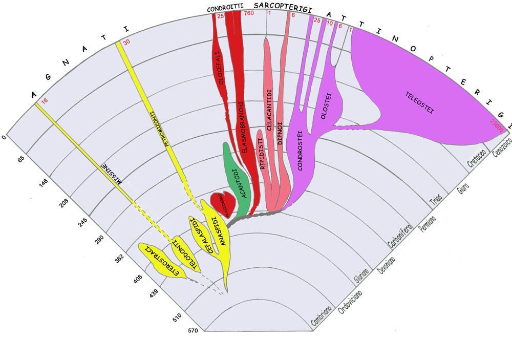 In rosso: il numero delle specie oggi viventi per ciascun gruppo sistematico L albero filogenetico si trasforma in albero evolutivo quando si introducono la scala temporale e il contesto