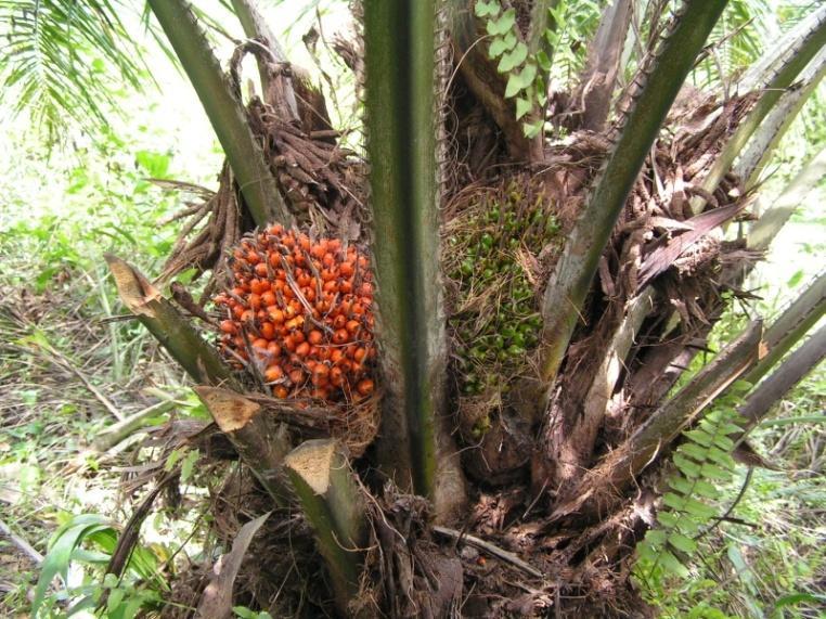 presenta di colore arancio, per l elevata concentrazione in