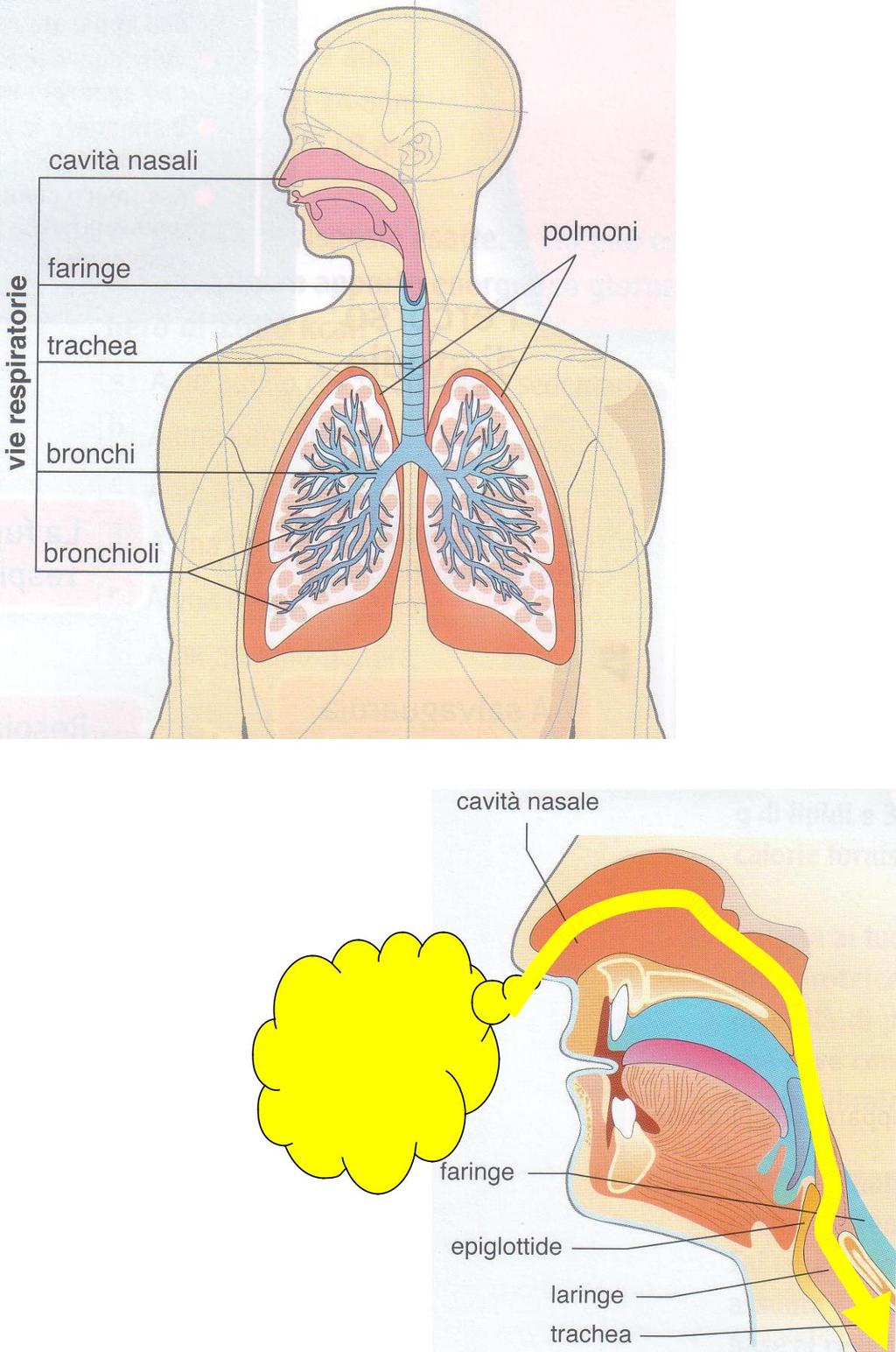 Vie respiratorie: cavità nasali faringe laringe trachea bronchi Le cavità nasali trattengono le impurità dell aria.
