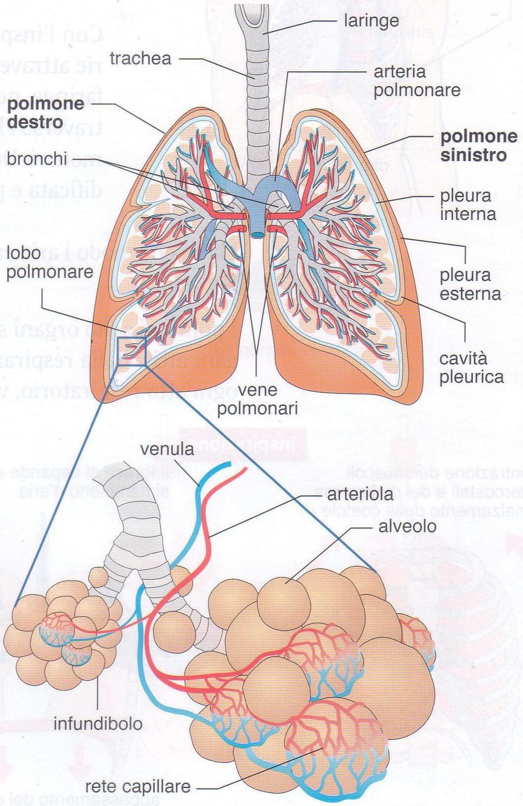 All esterno i polmoni sono ricoperti da una membrana, la pleura, formata da due strati.
