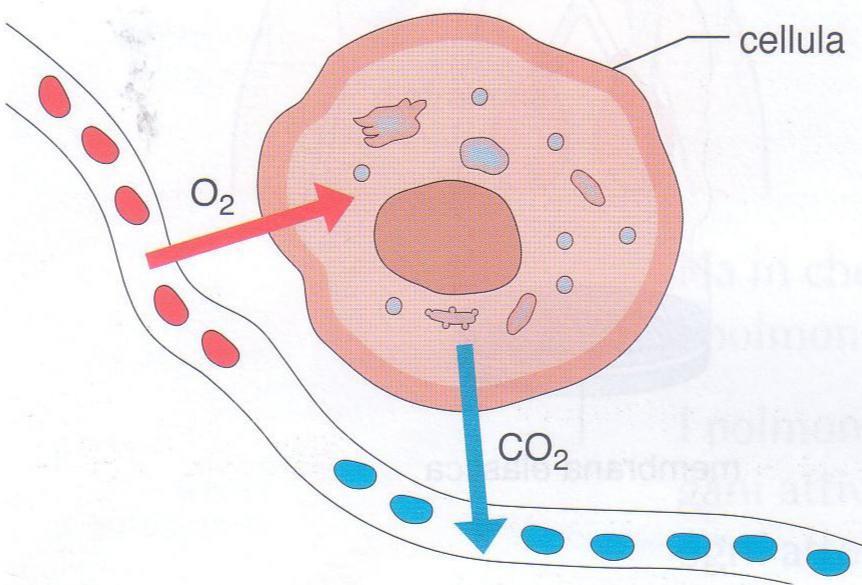 L ossigeno da dentro il vaso sanguigno passa nelle cellule dove viene utilizzato dai mitocondri.