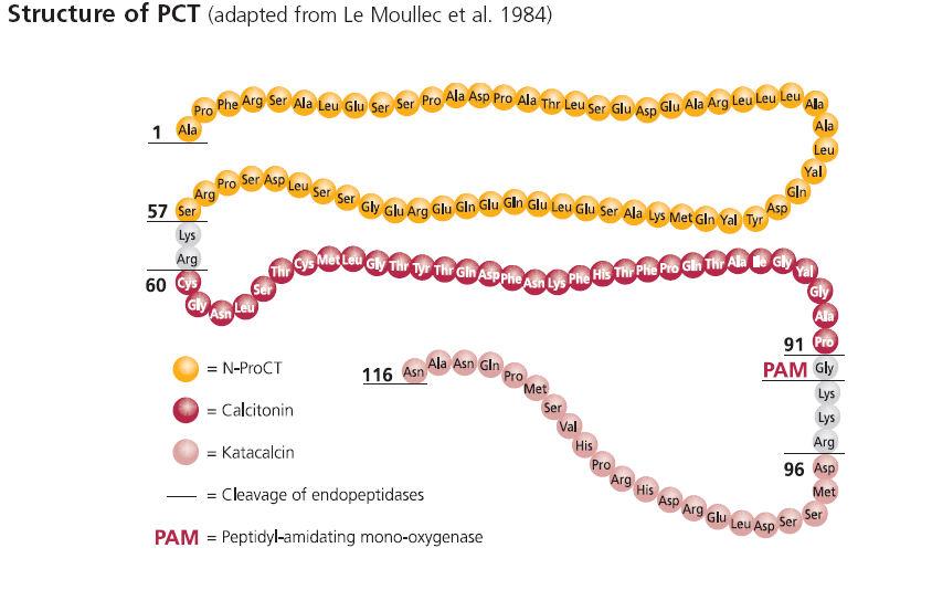 Procalcitonina PCT Proteina di 116 aa e PM 14 KDa (scoperta da Moya nel 1975), prodotta dalle cellule C della tiroide Deriva dalla proteolisi