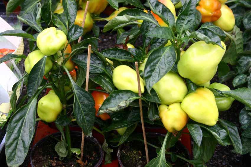 Capsicum Annuum Peperone, Peperoncino piccante,