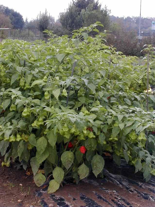 Capsicum Annuum