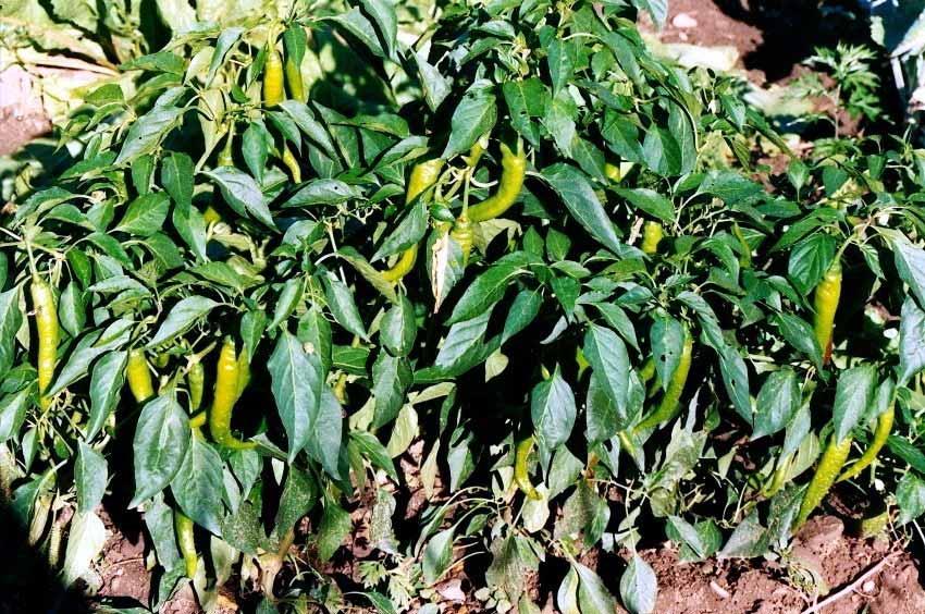 Capsicum Annuum Peperone, Peperoncino piccante,