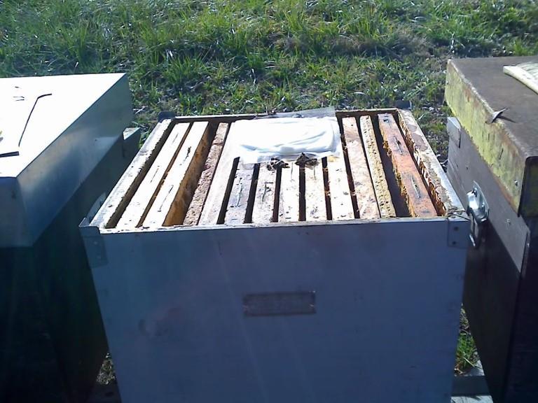 DENTRO L ALVEARE NORD poi in primavera proseguirò con il telaino trappola, sperando di tenere basso il livello delle varroe.