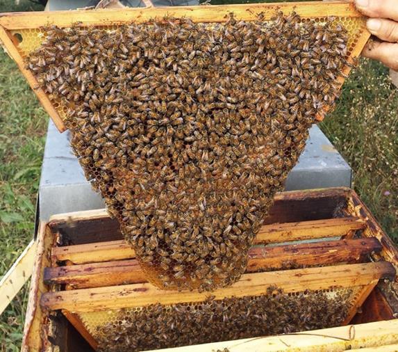 SPECIALE CERA menti di lavorazione della cera con altri apicoltori, avere molta attenzione nel controllo della covata dei propri alveari e scartare tutto quello che può essere sospetto di malattia.