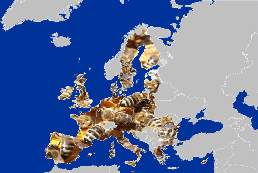 IL PUNTO vo di migliorare e correggere eventuali problemi che possono sorgere; l invito alla necessità di un adeguata formazione in materia di apicoltura e l incoraggiamento agli Stati membri a