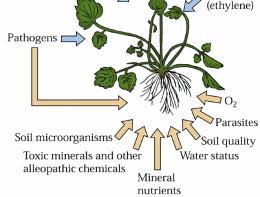 regolazione metabolismo morfogenesi