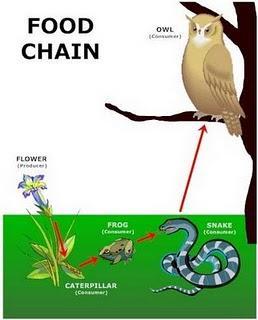 Vision Global Strategy for Plant Conservation 2011-2020