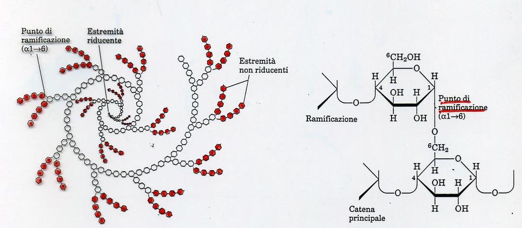L AMIDO L amilopectina è costituita da 300-500 residui di glucosio uniti da