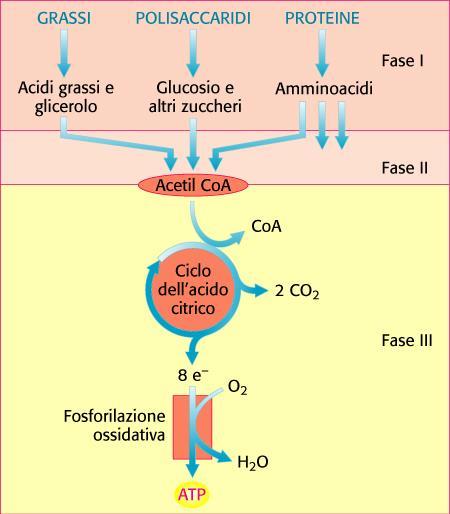 TAPPE DELL ESTRAZIONE DELL ENERGIA DALLE SOSTANZE