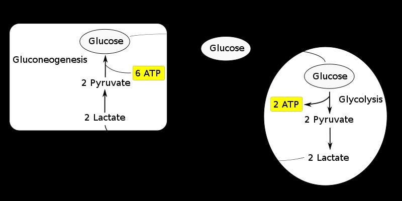 Il ciclo di Cori (Carl e Gerti, Nobel 1948) Prevention of lactic acidosis in the muscle