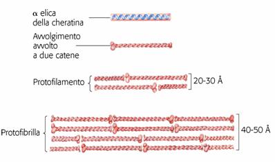 Le -cheratine sono ricche di residui di Cys che formano ponti disolfuro con le catene