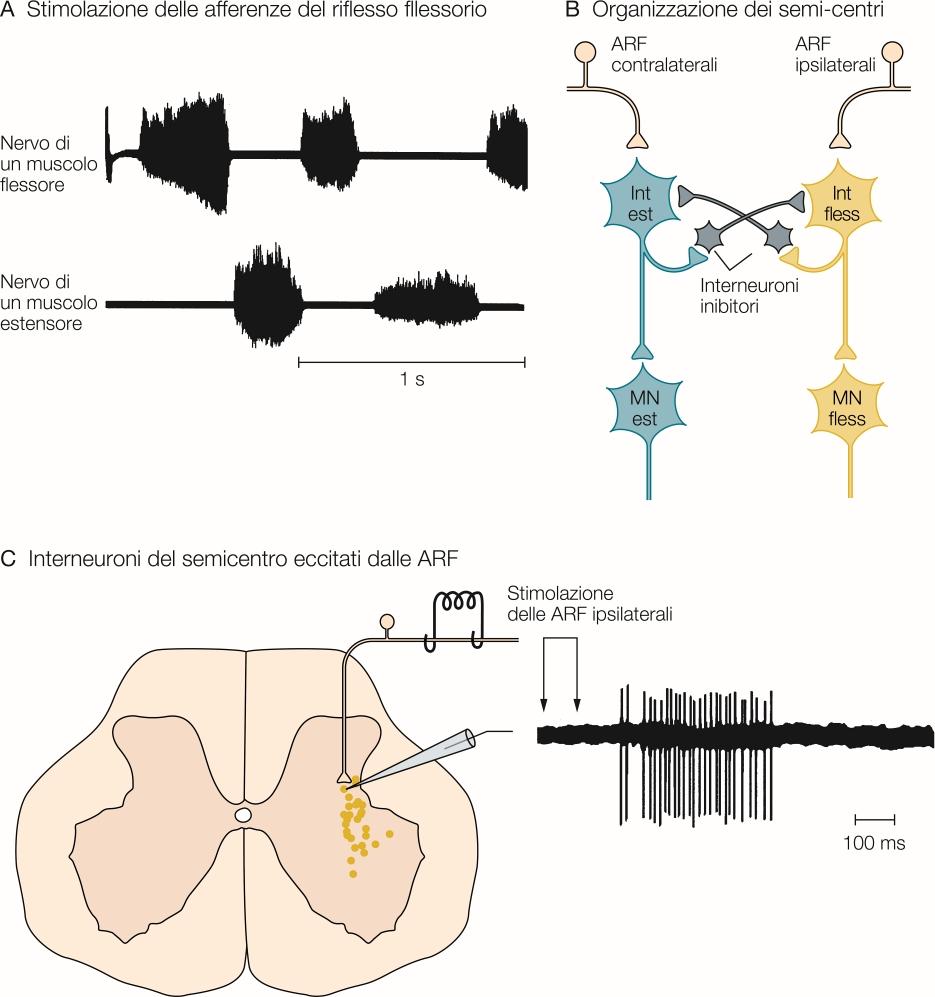 Inibizione reciproca nei circuiti spinali Stimolazione delle fibre afferenti del riflesso flessorio (ARF) evoca una breve sequenza