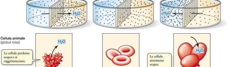 Osmosi: la diffusione