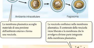 Endocitosi ed esocitosi Endocitosi Esocitosi Le molecole l di grandi dimensioni (come proteine e polisaccaridi) possono attraversare la membrana plasmatica in entrata e in uscita grazie all