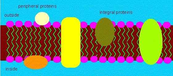 LE MEMBRANE CELLULARI: PROTEINE Due categorie di proteine di membrana: - Proteine intrinseche di membrana (o integrali) vengono rilasciate solo