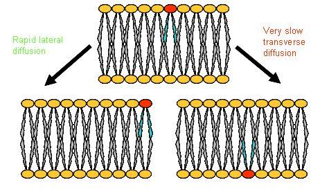 LE MEMBRANE CELLULARI: I LIPIDI - - Cristallo liquido: proprietà stato cristallino (posizione ordinata delle molecole) più proprietà tipiche dello stato liquido (es.