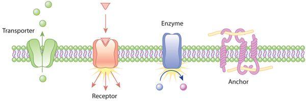 LE MEMBRANE CELLULARI: PROTEINE - - Le membrane biologiche contengono proteine Le diverse proteine delle membrane sono fondamentali per determinare le diverse funzioni Principali funzioni