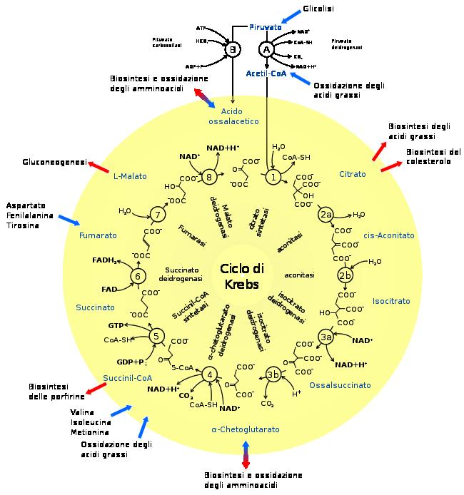 Ciclo dell acido