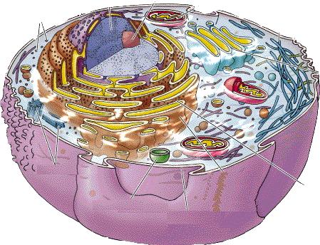 Membrana nucleare Ribosomi Pori nucleari La cellula eucariotica 5-100 m Nucleo Nucleolo Mitocondri Citoscheletro Apparato