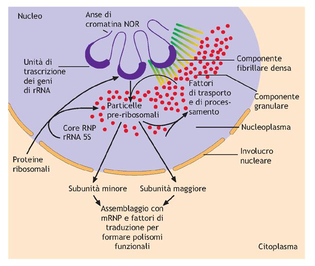 IL NUCLEO CELLULARE: Nucleolo Struttura specializzata comprendente: 1. un gruppo di geni che portano l informazione per gli rrna 2. i corrispondenti trascritti di RNA 3.