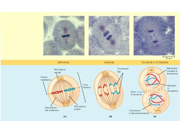 MITOSI In una cellula animale