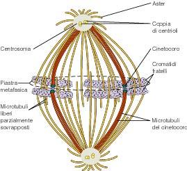 Aster Coppia di centrioli Centrosoma Piastra metafasica Microtubuli liberi