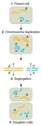 DIPLOIDE  