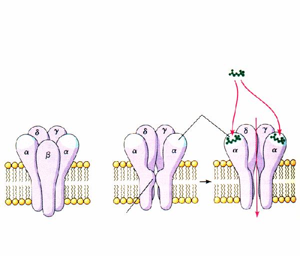 RECETTORE IONOTROPICO acetilcolina siti di legame sulle subunità Na + esterno membrana cancello chiuso Na +